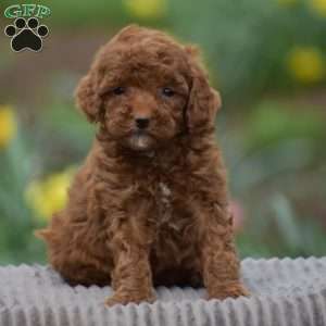 Tilly, Toy Poodle Puppy